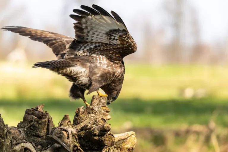 Feedbuzzard Review: What It Is, Features, Safety, and Alternatives
